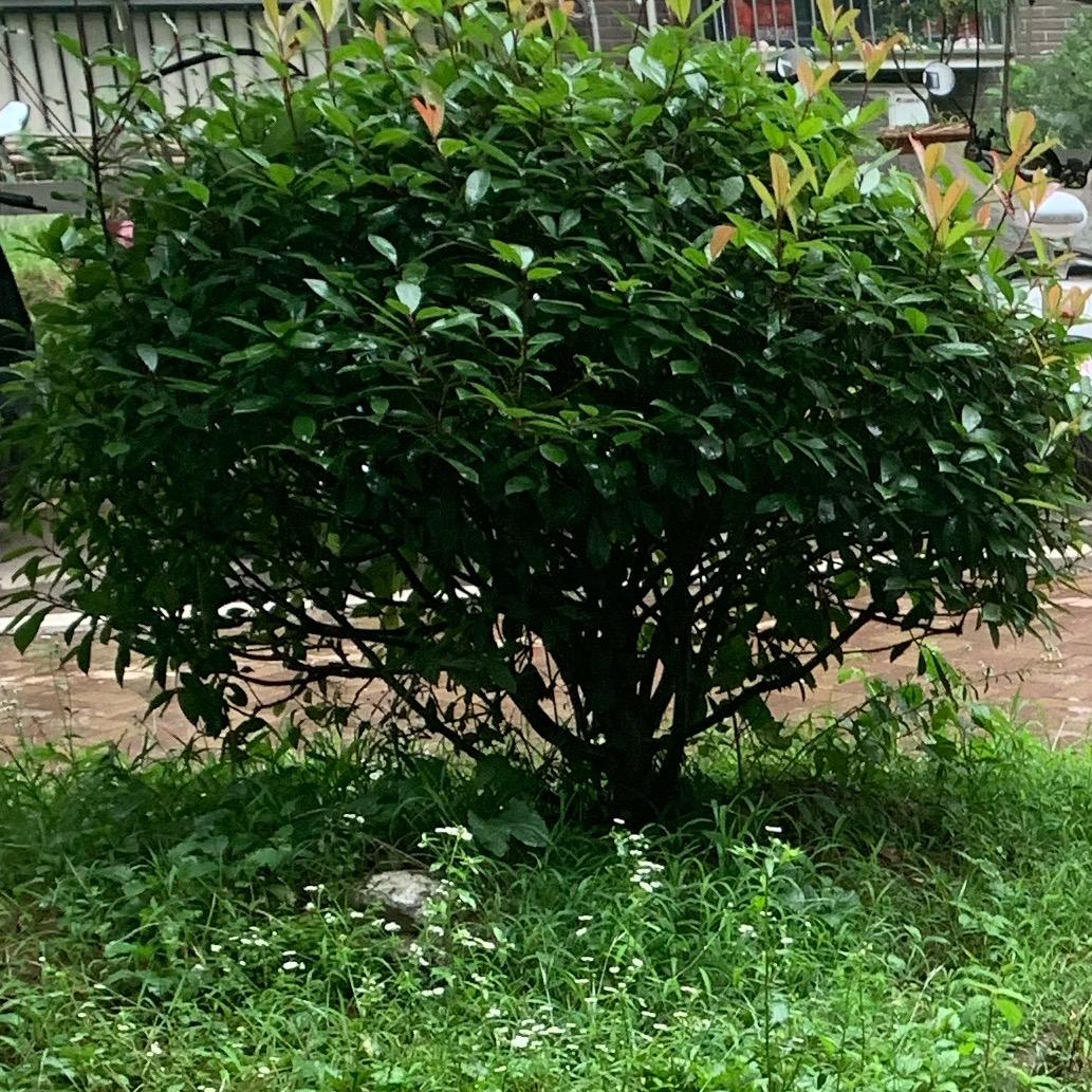 独孤的晓晓