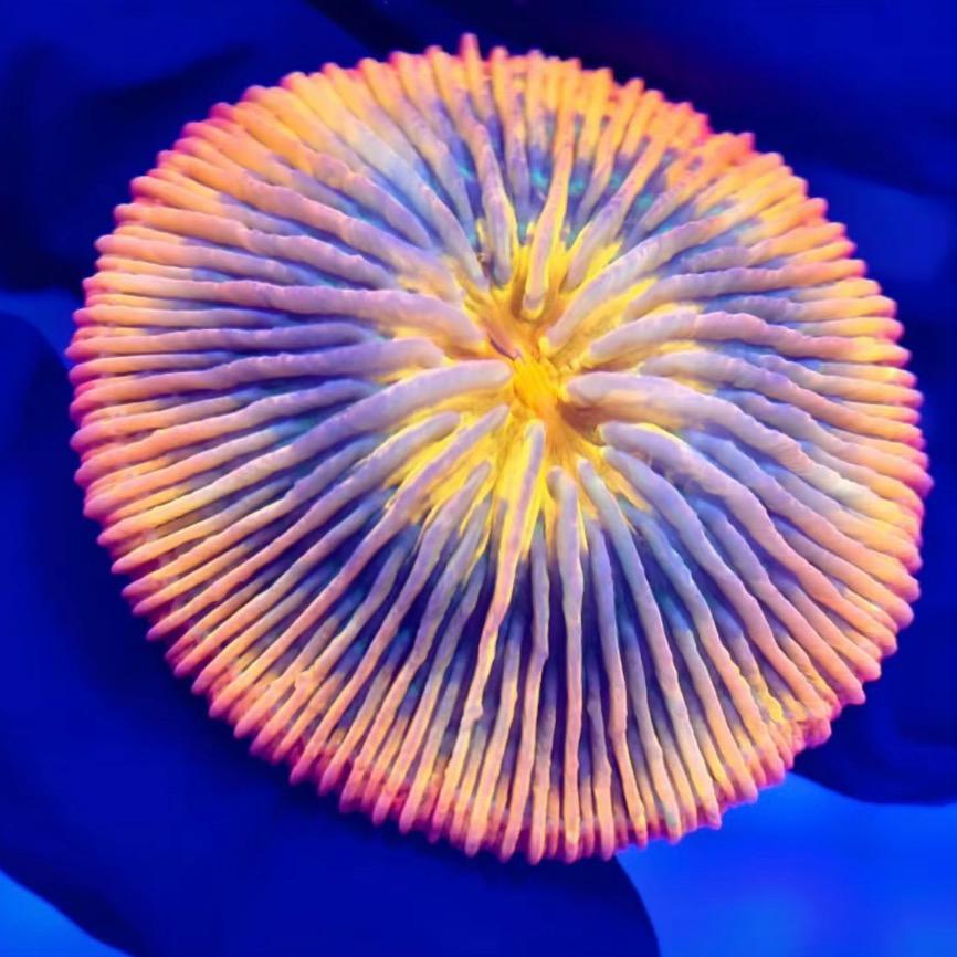 珊瑚刺客