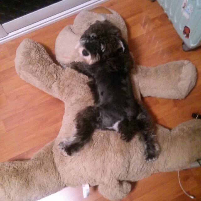 舒克你吃樱桃吗