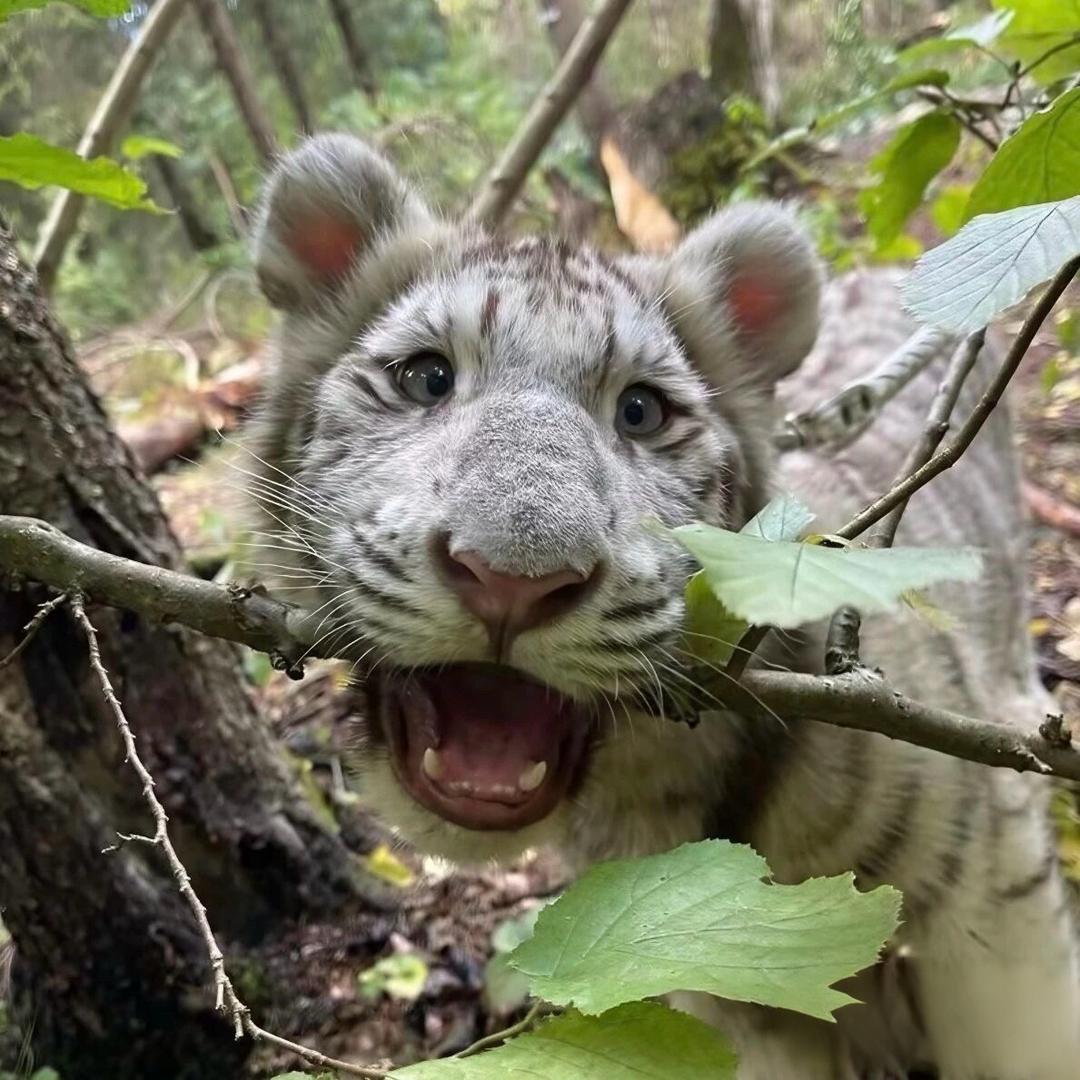 榆木脑袋꒦ິ^꒦ິ
