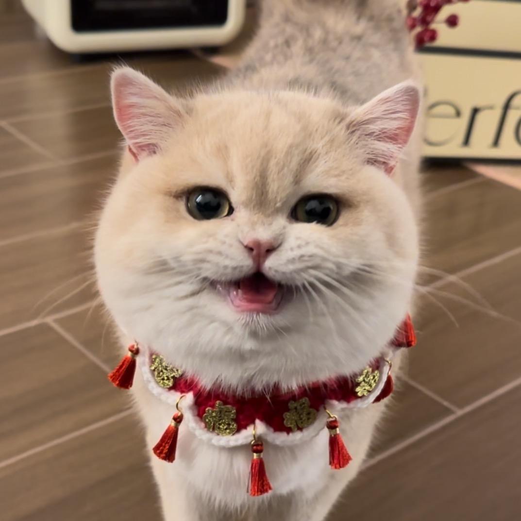 猪咪藏宝图
