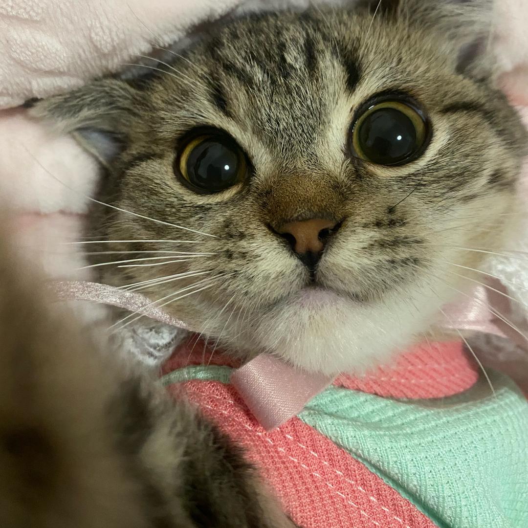郭发财是猫