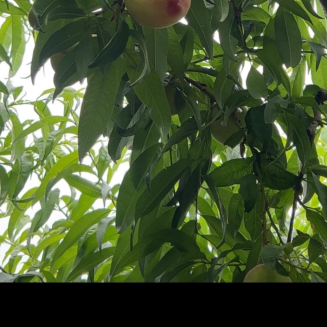 贾尚生态园-悠然