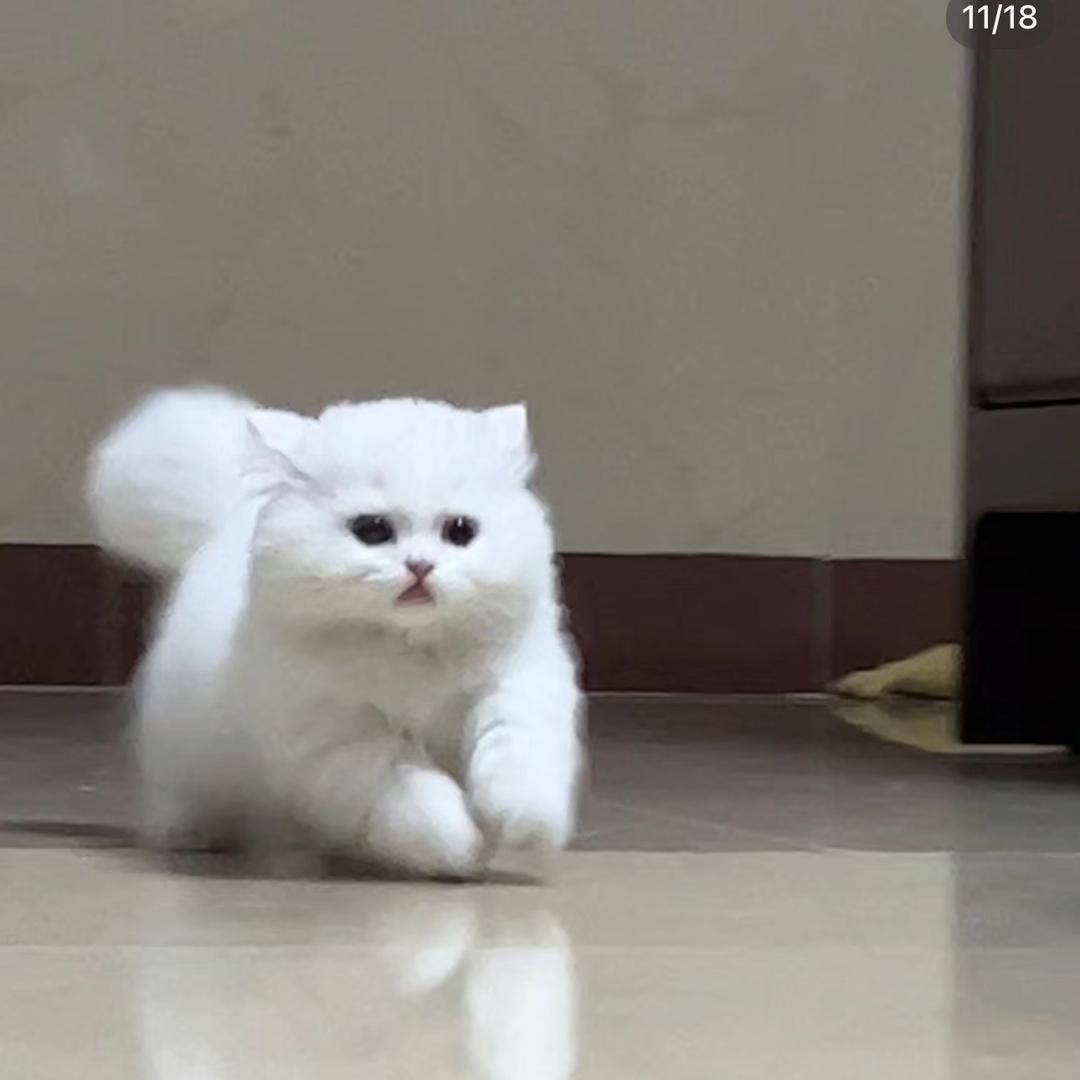 心碎悲伤小狗