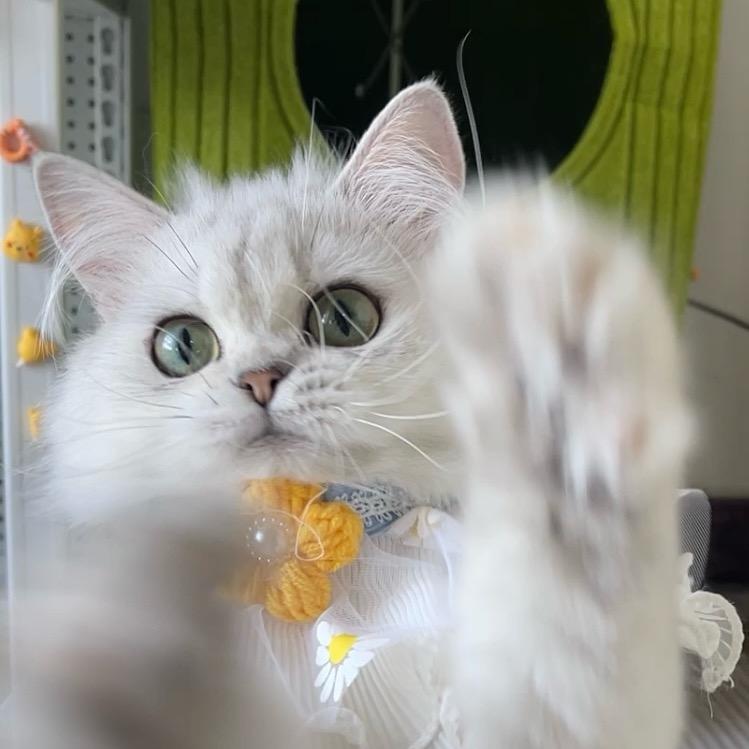 兔老板家的猫
