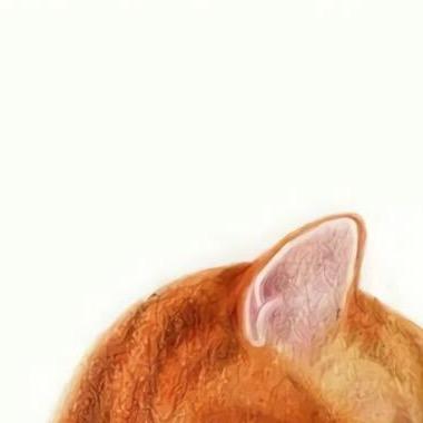 年糕崽崽🐱