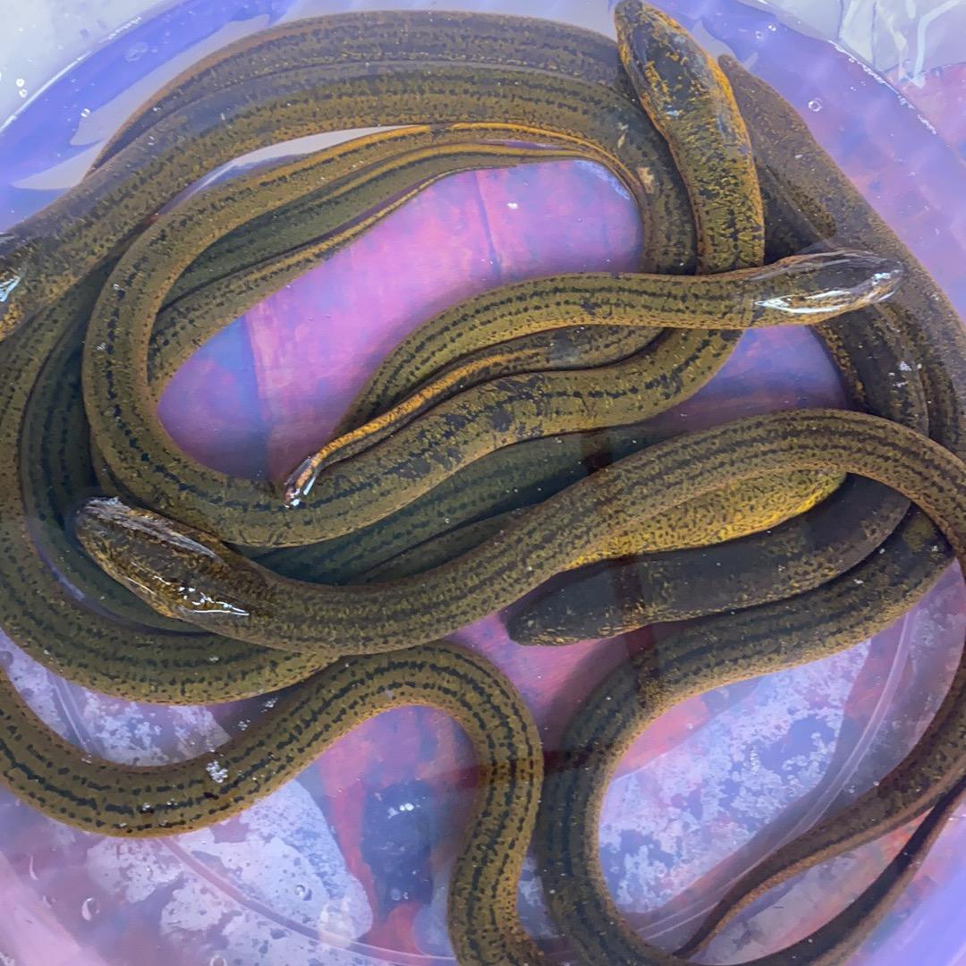 野生黄鳝(阿乐)