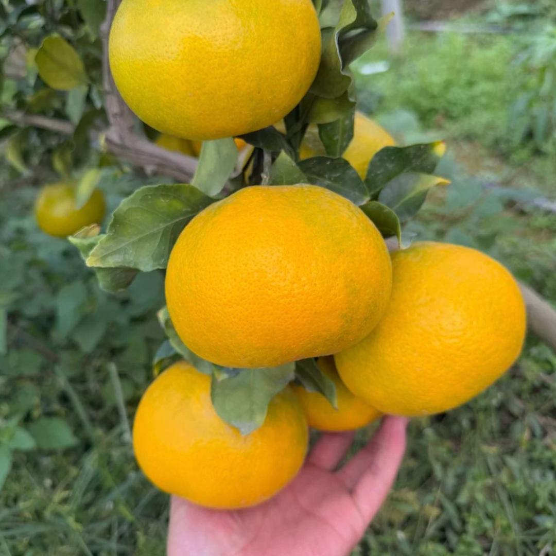 爱媛62.58.38.28号苗木批发