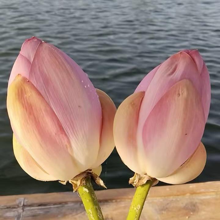 💞ღ᭄余生ꦿ꯭有你ꦿ᭄