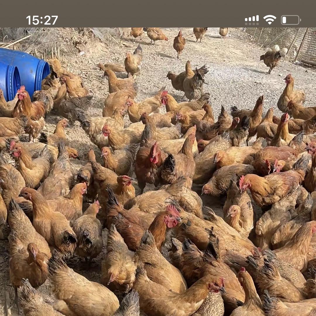 阳谷鹏翔养殖社