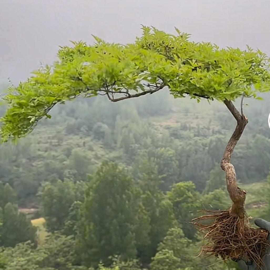 黄荆盆景绿植