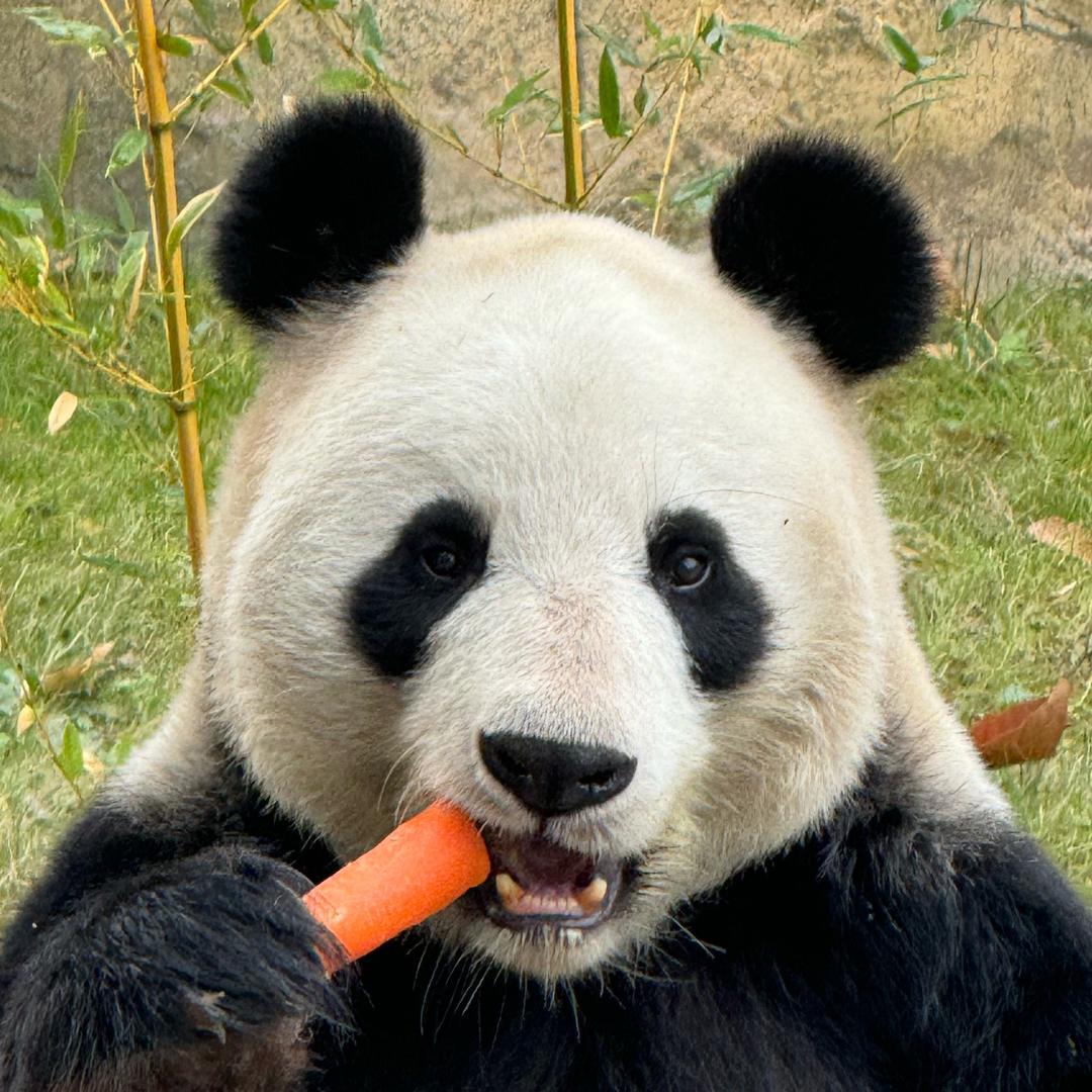 可可粽