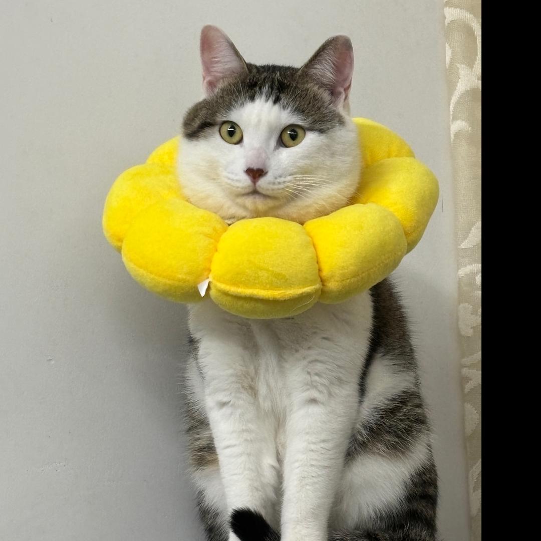狸五十😽