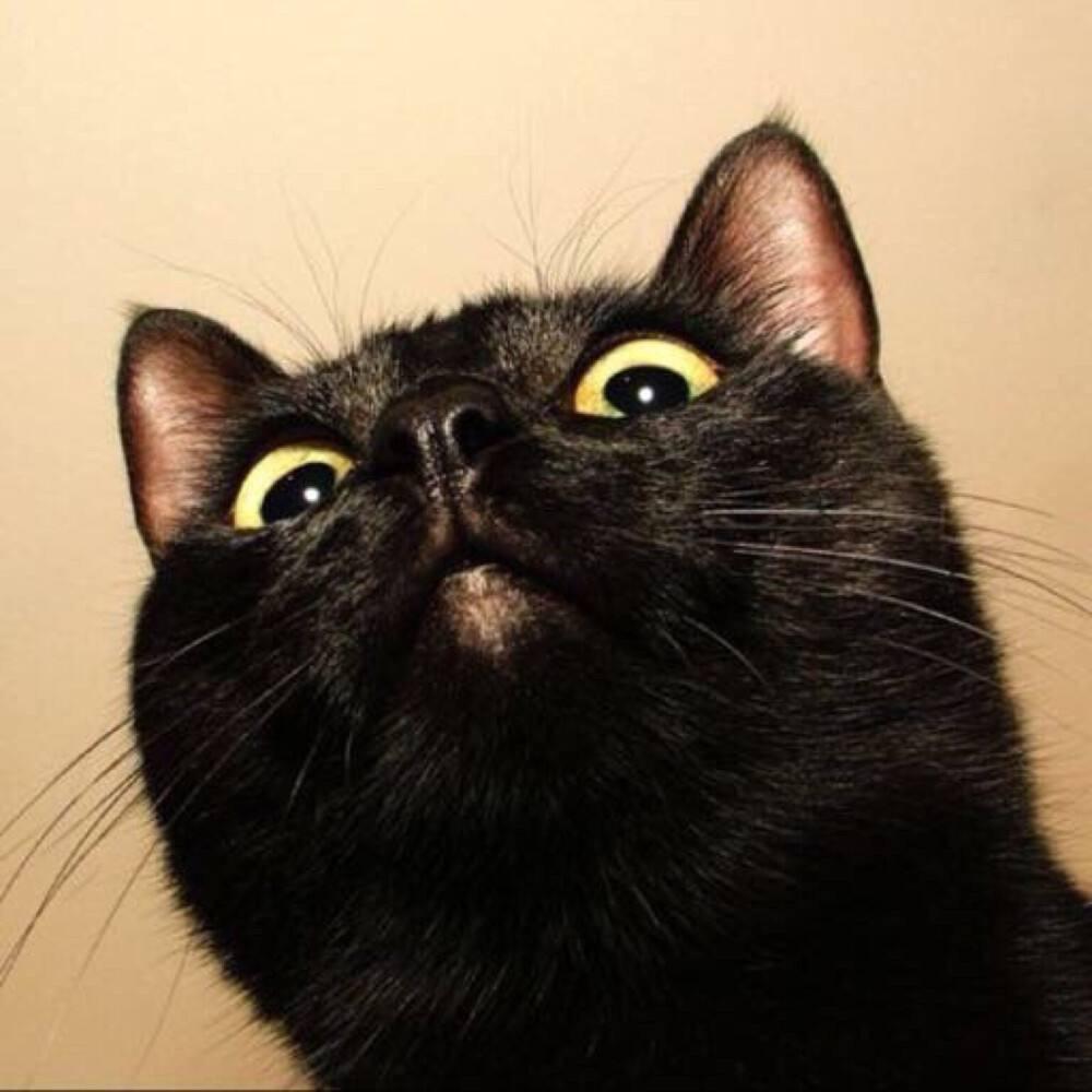 脚滑的猫咪