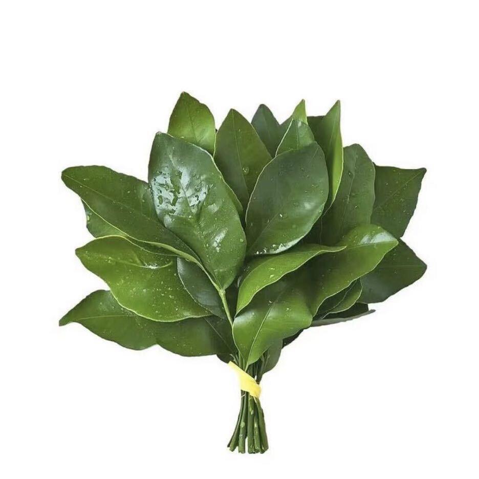 陈陈的梦想