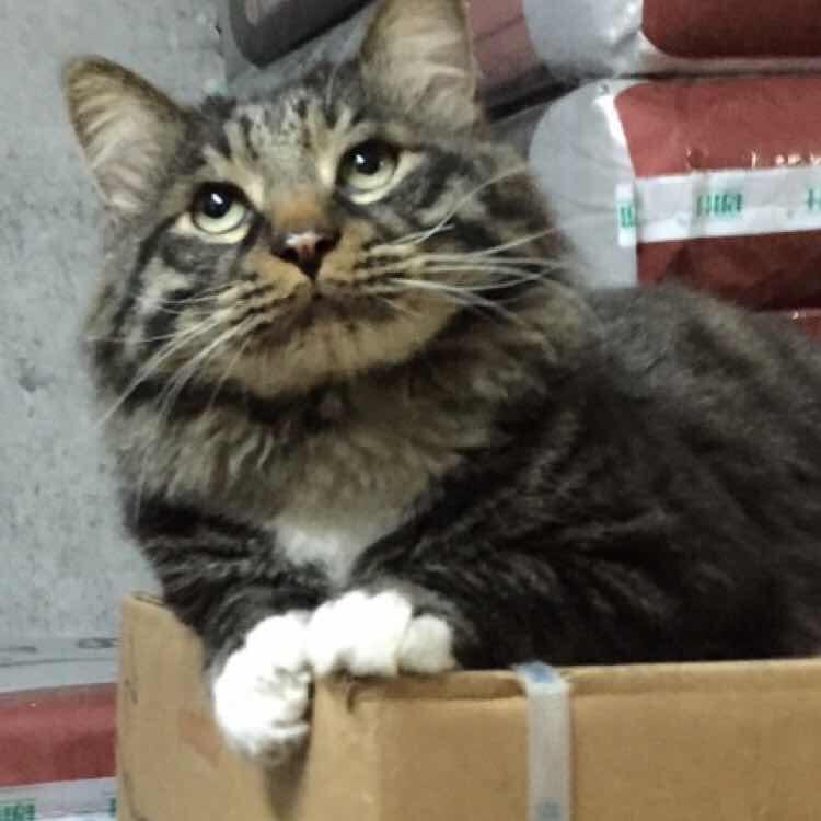 史九成，我是卖狗粮猫粮、宠物用品