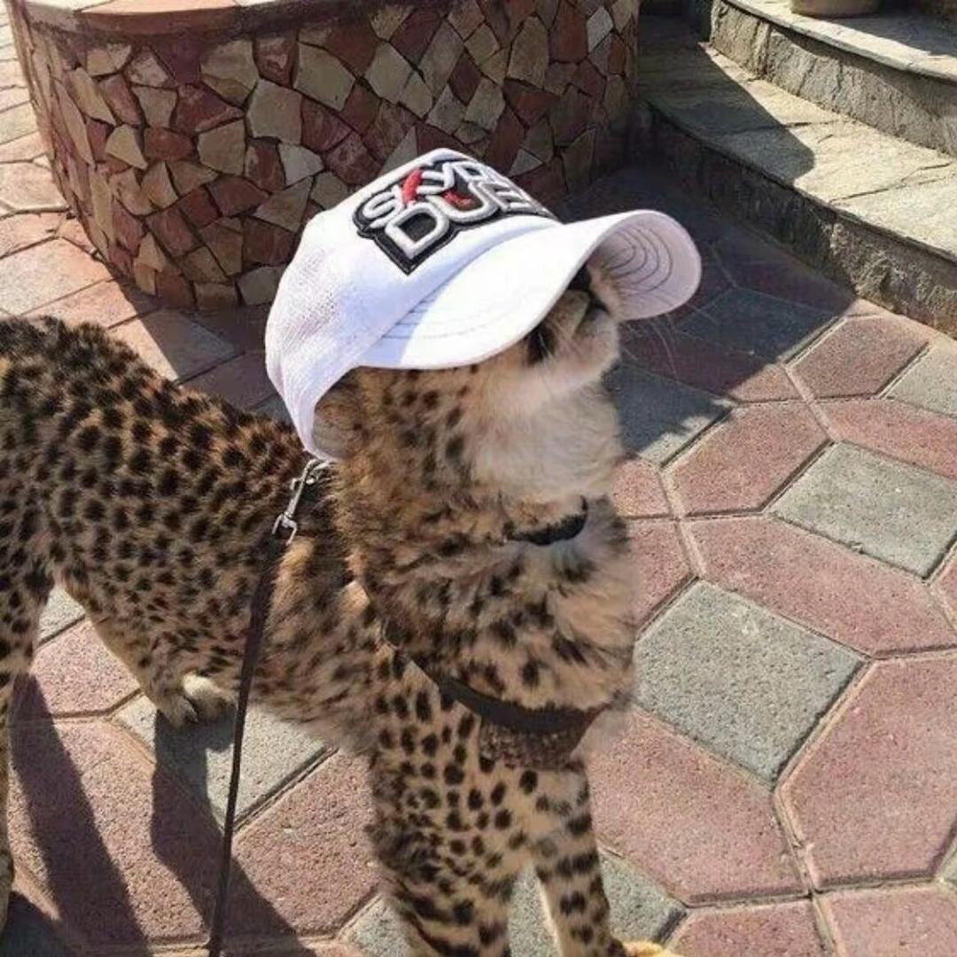 娃娃