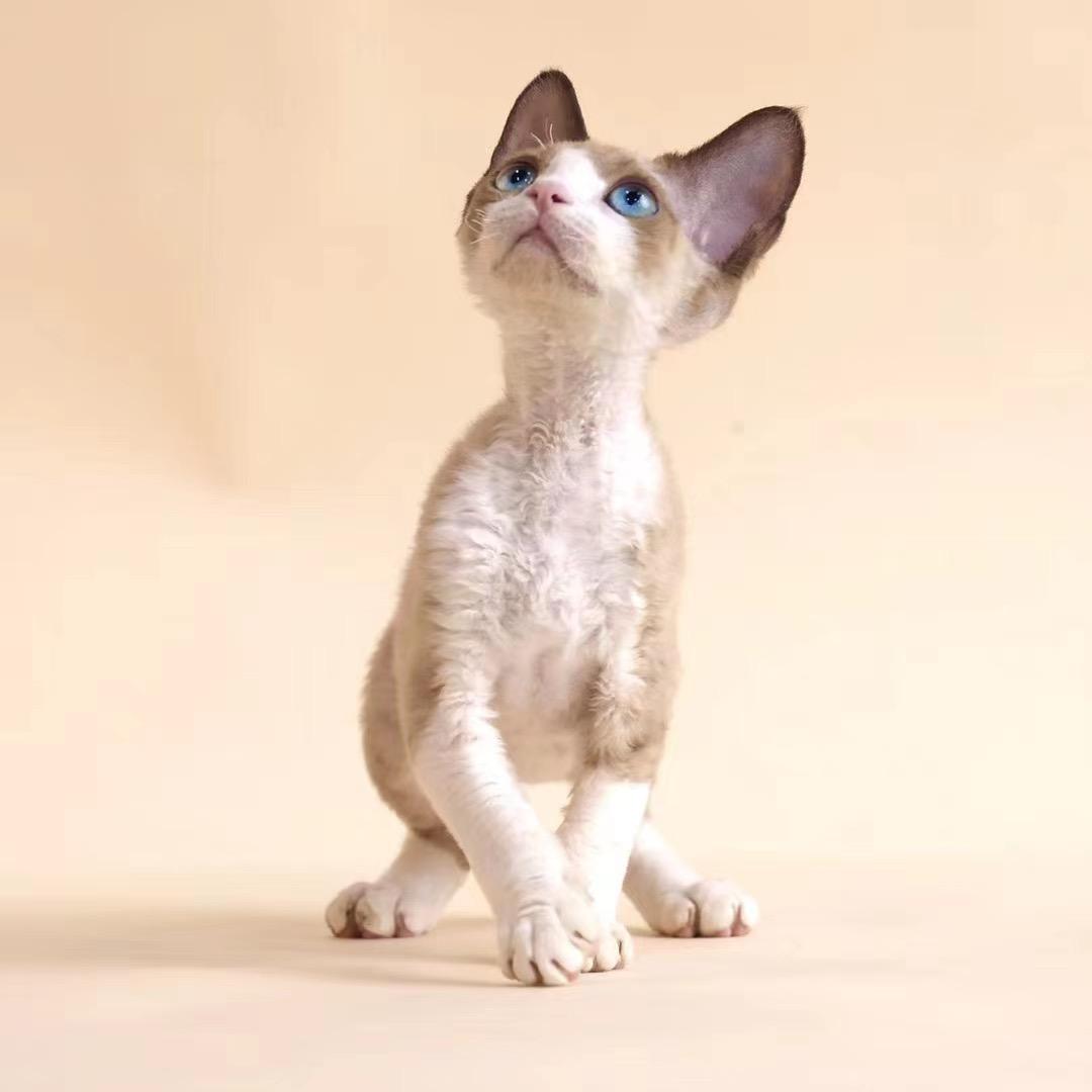 এ᭄林深້໌ཽ有鹿ꦿ࿐