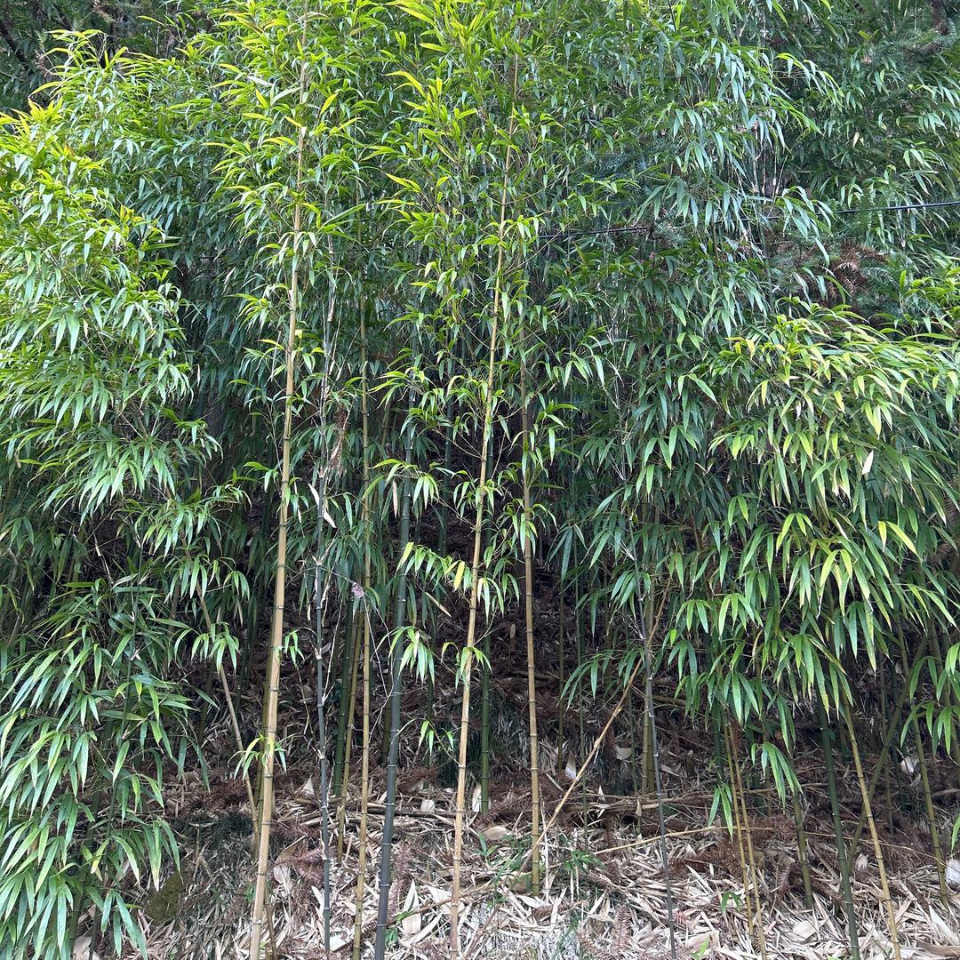 乡野游击队