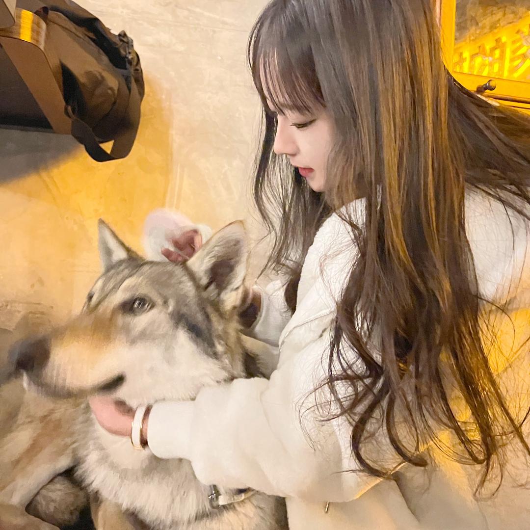 Mmmeng的捷克狼犬