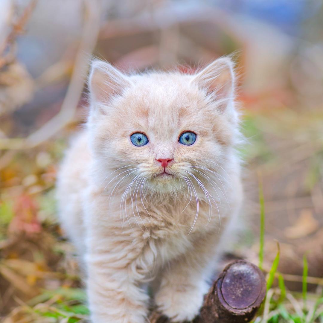 缅因猫🐱