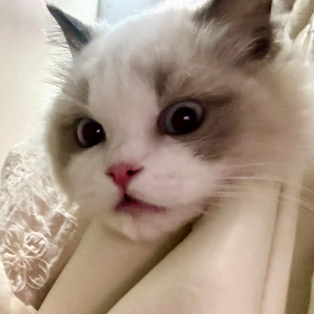 胡麻了