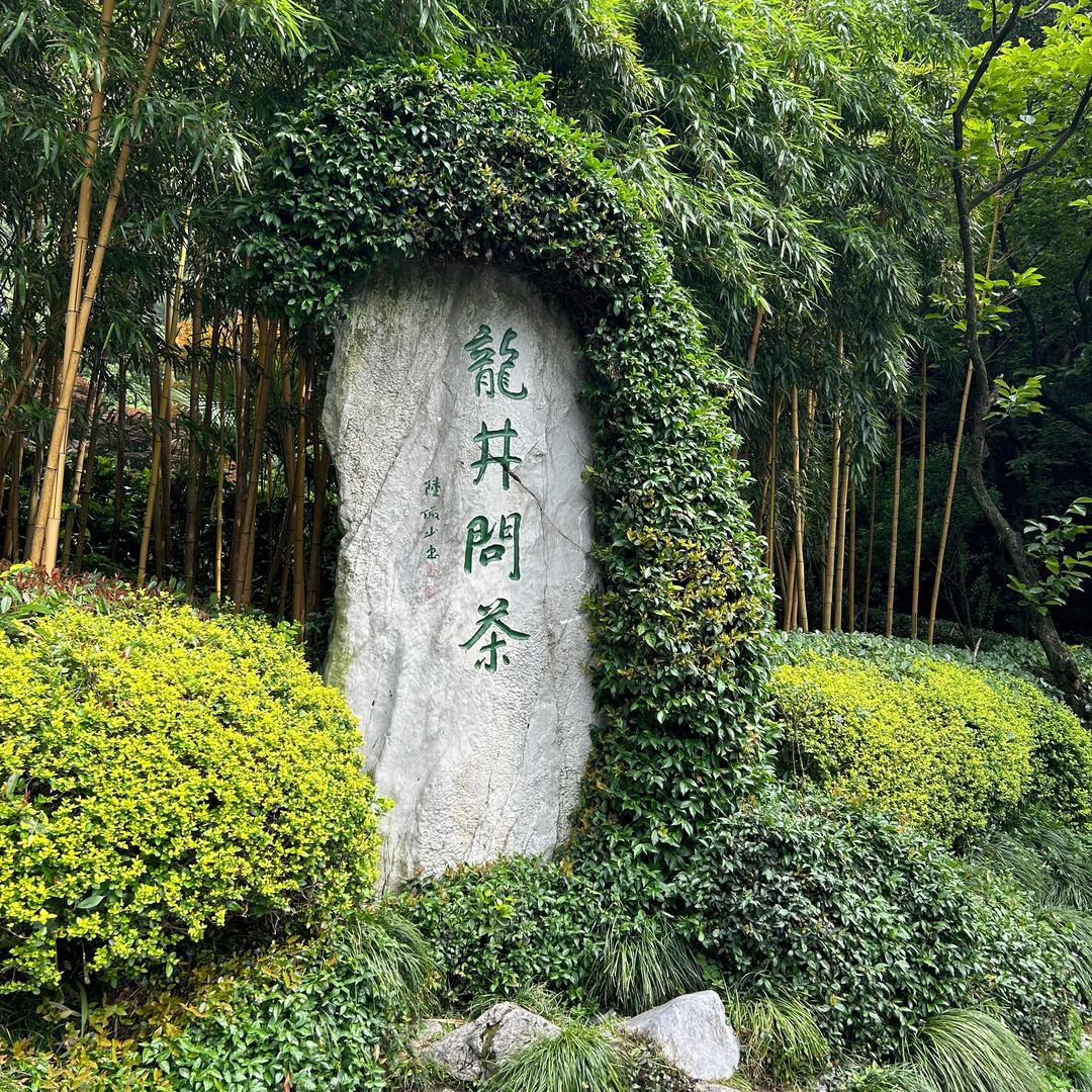 小马茶叶