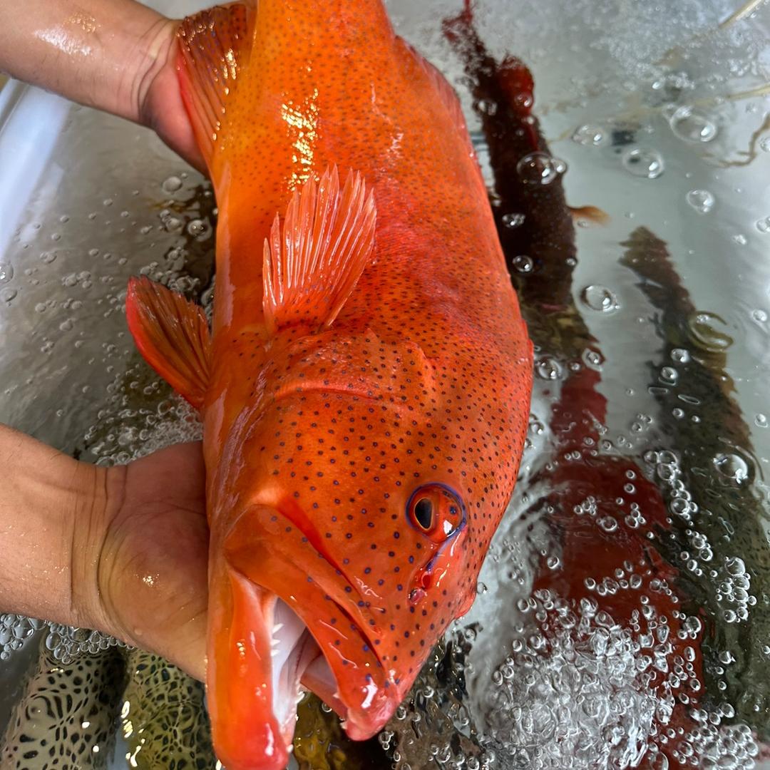 渔多多海鲜水产店