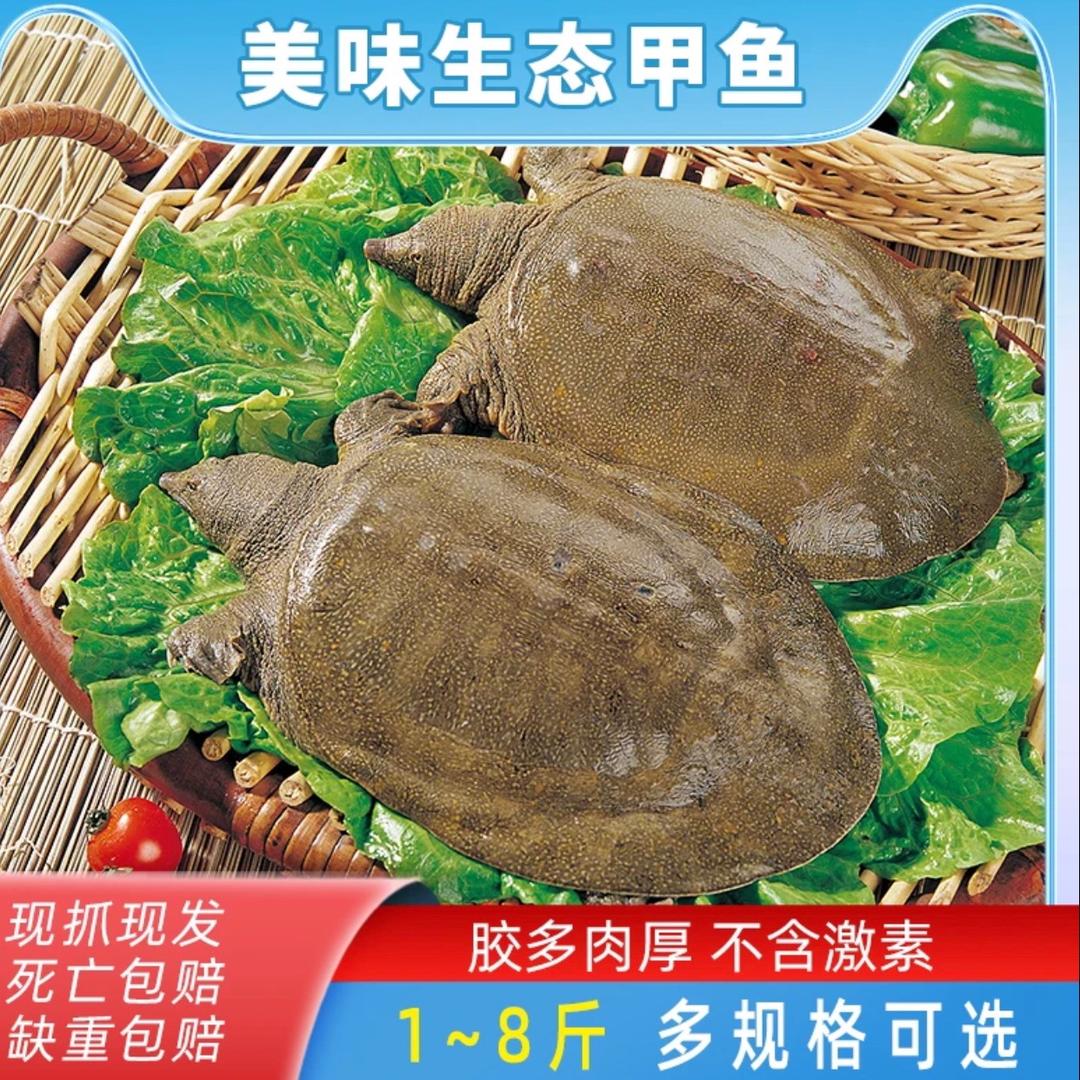 三条牛甲鱼