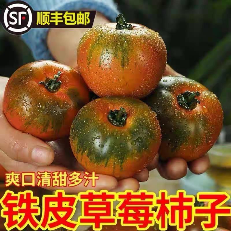 盘锦碱地小柿子种植基地