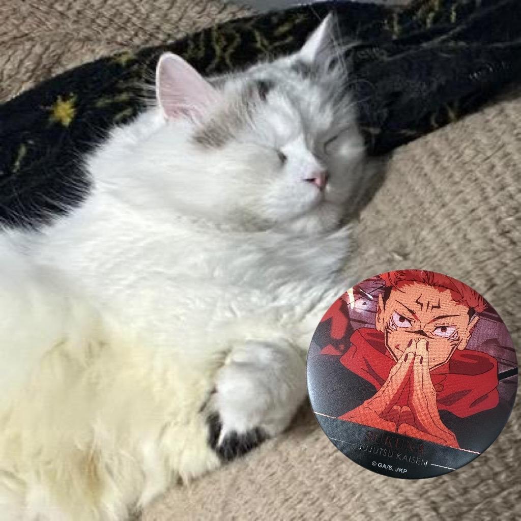 猫神sama🐱