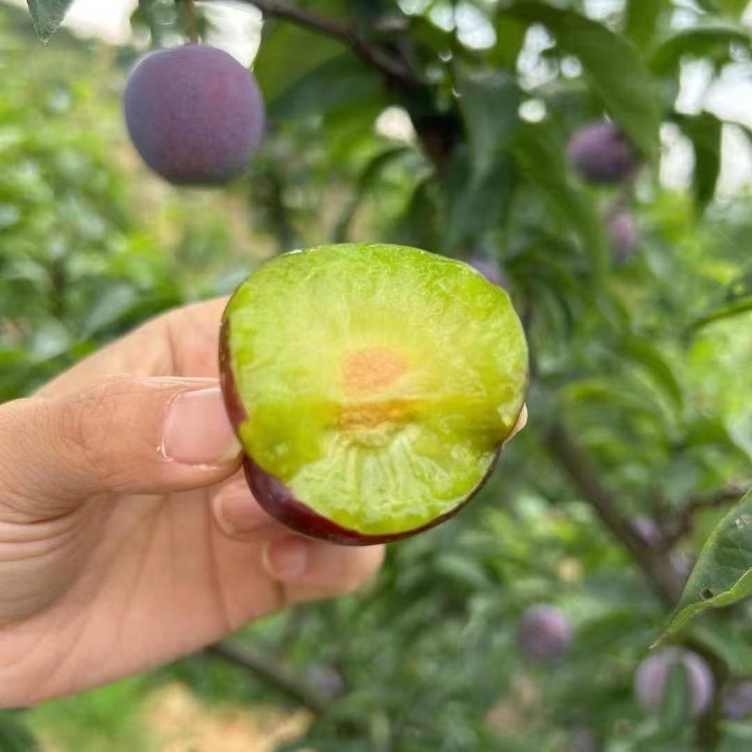 启辉臻选阁零售店