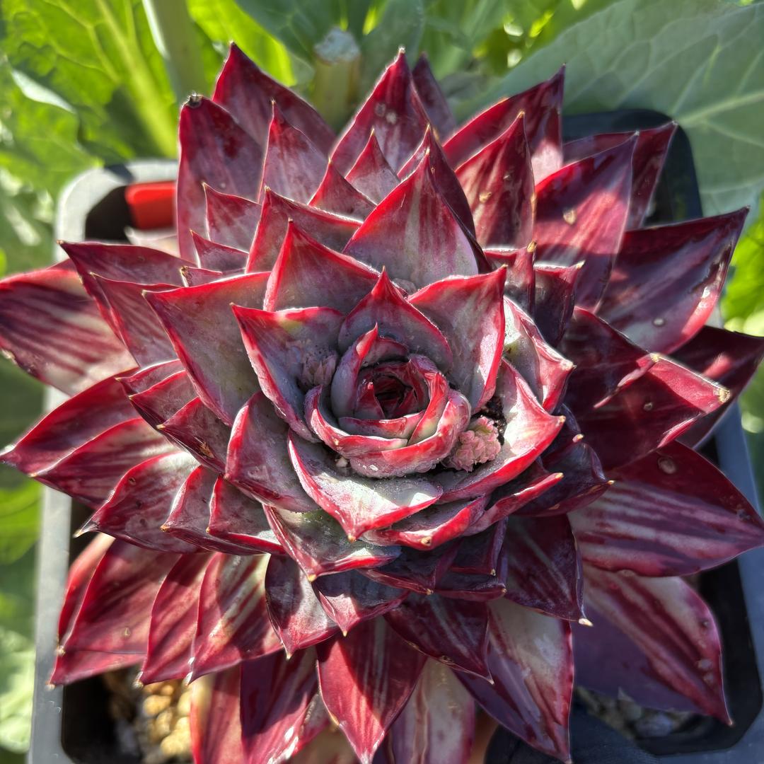 桃花依旧