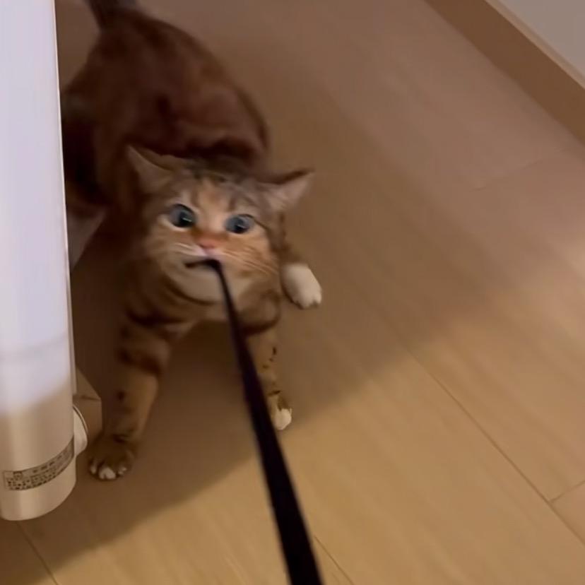 禾仔爱吃草（辟谣版）