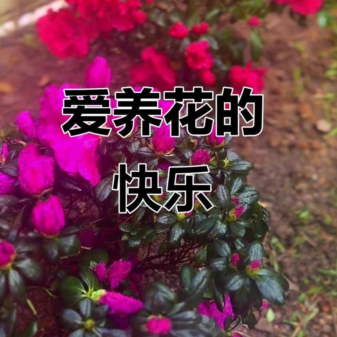 盛势花园🍀