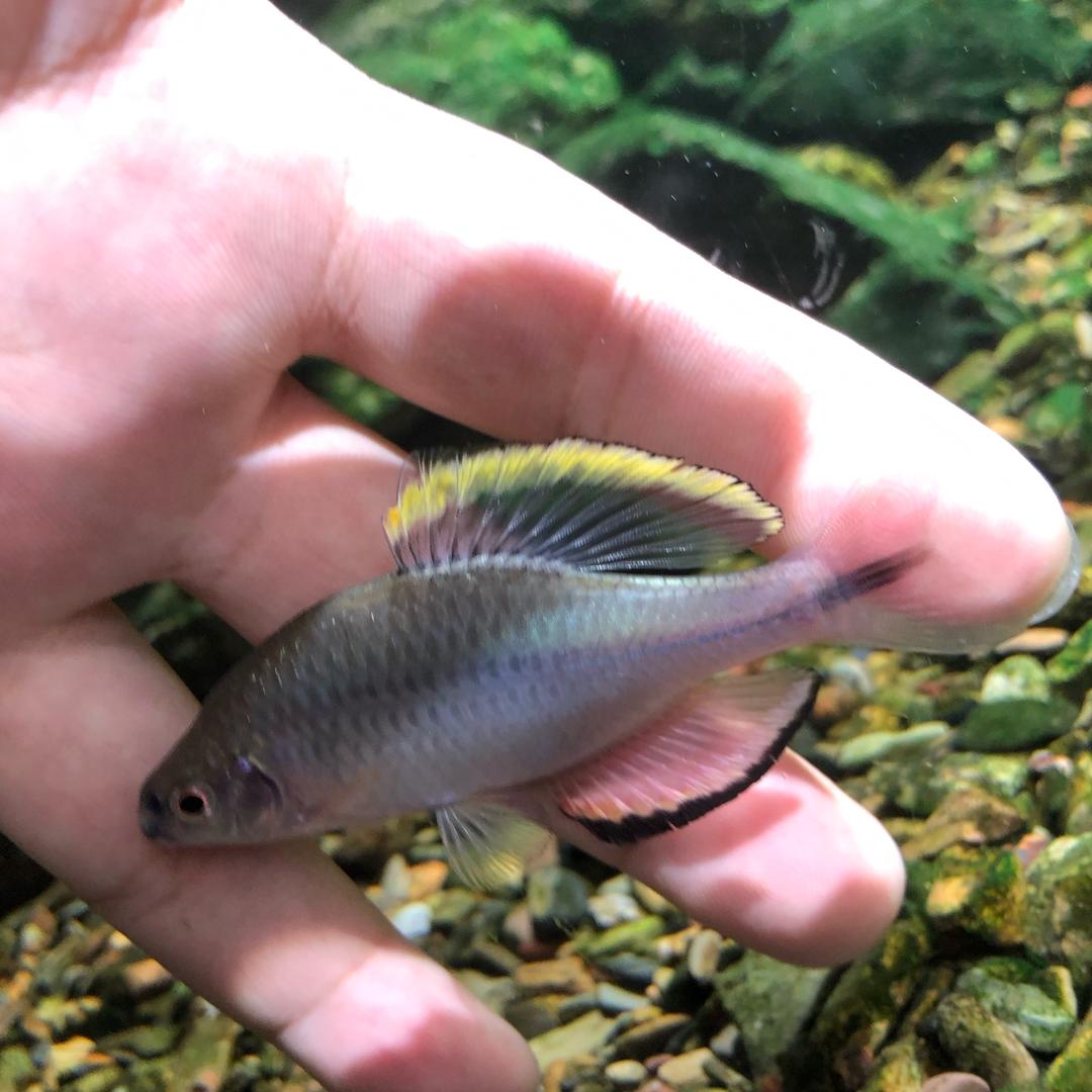 养鱼🐟爱好者