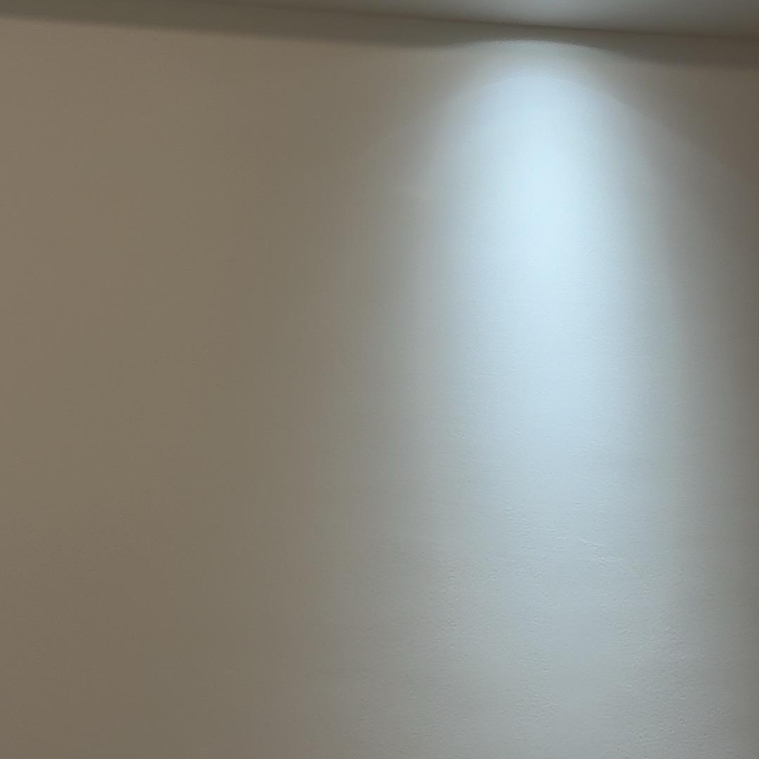 仙人掌