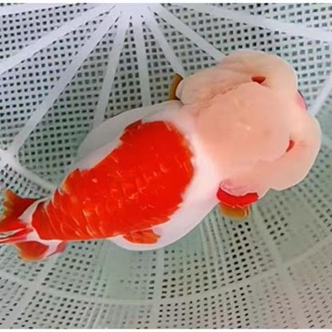大沂河观赏鱼