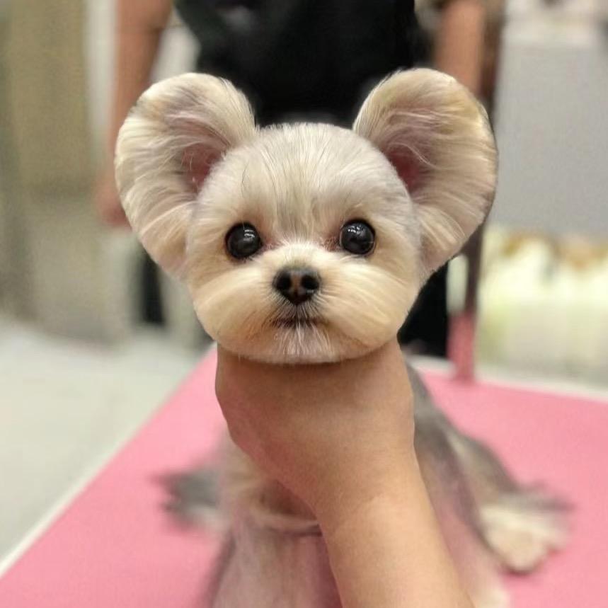 贵阳家养约克夏、马尔济斯、西施