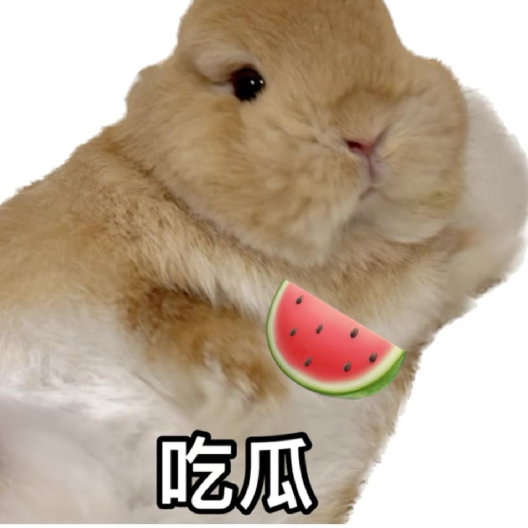橙子爱吃瓜