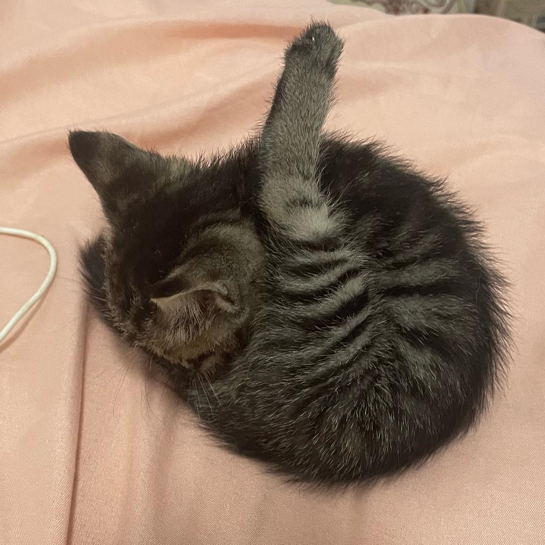小鸡腿财