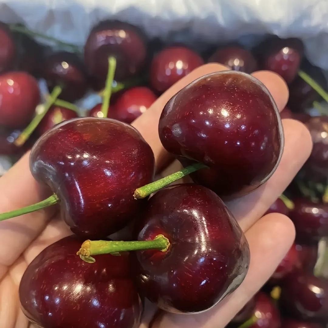 宝讯果树苗木专营店