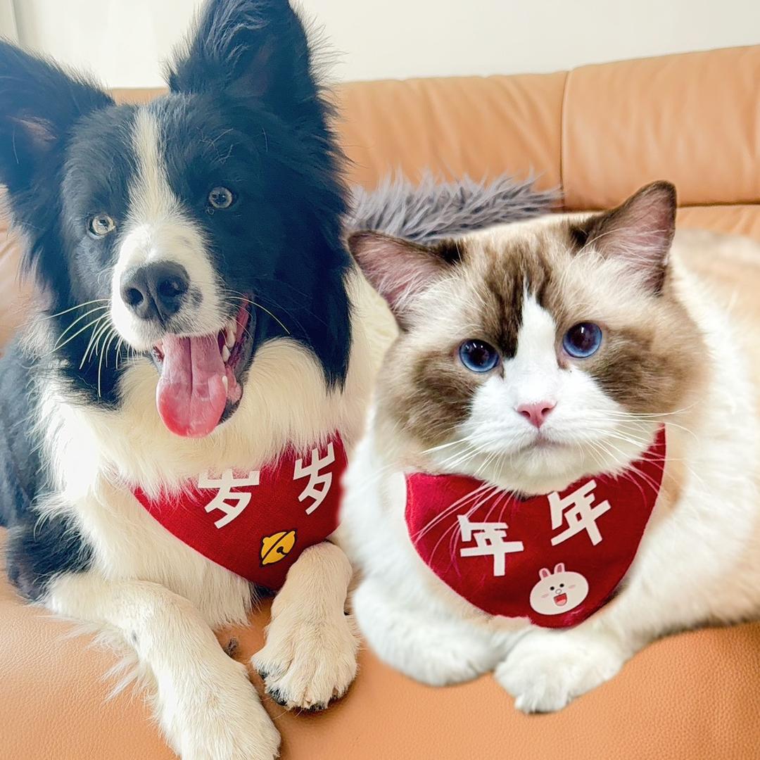 🐱年年岁岁的幸福生活🐶