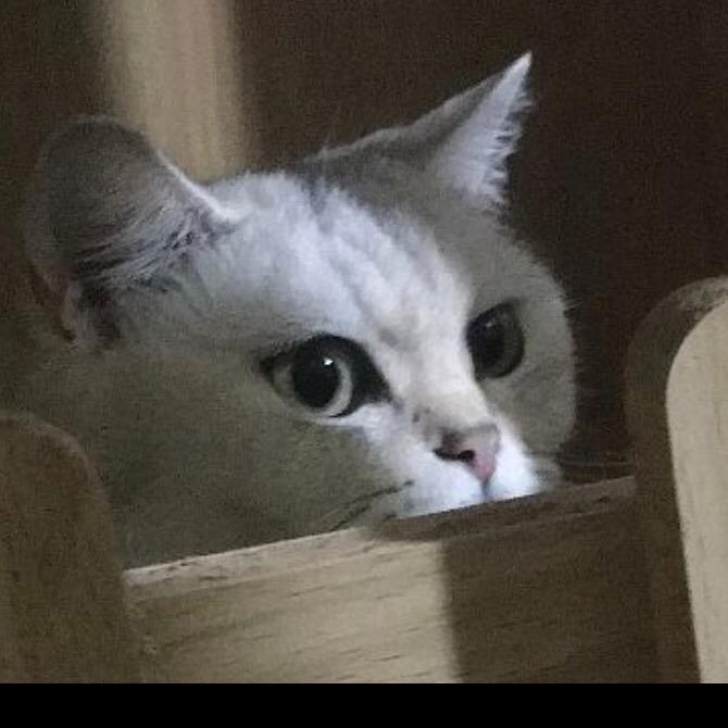 可爱奶油包抖音版2