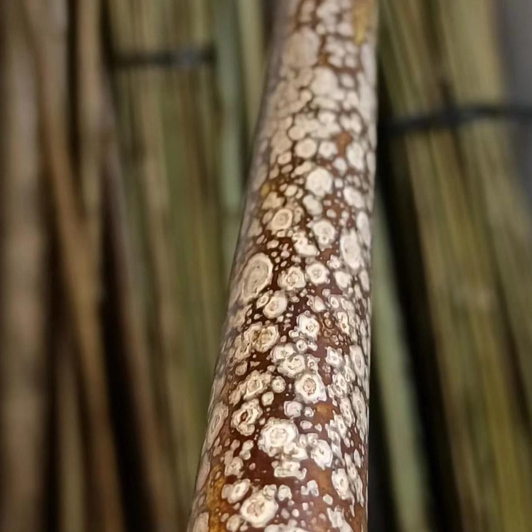 踏竹夫斑竹