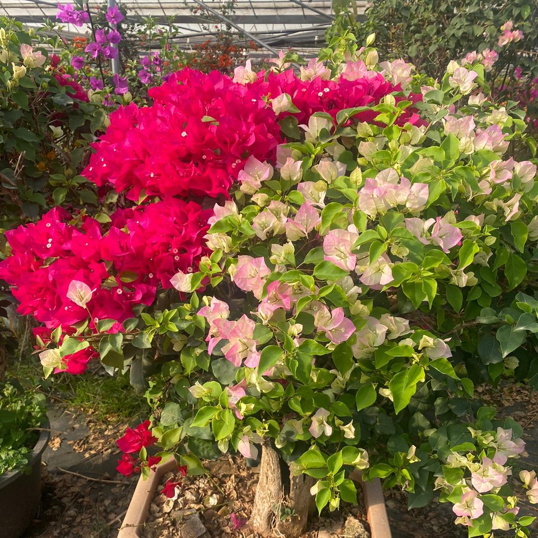 花梦缘花卉(三角梅老桩)
