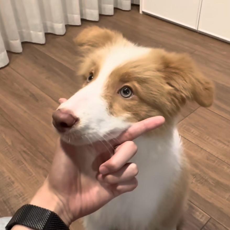 我有好多小狗