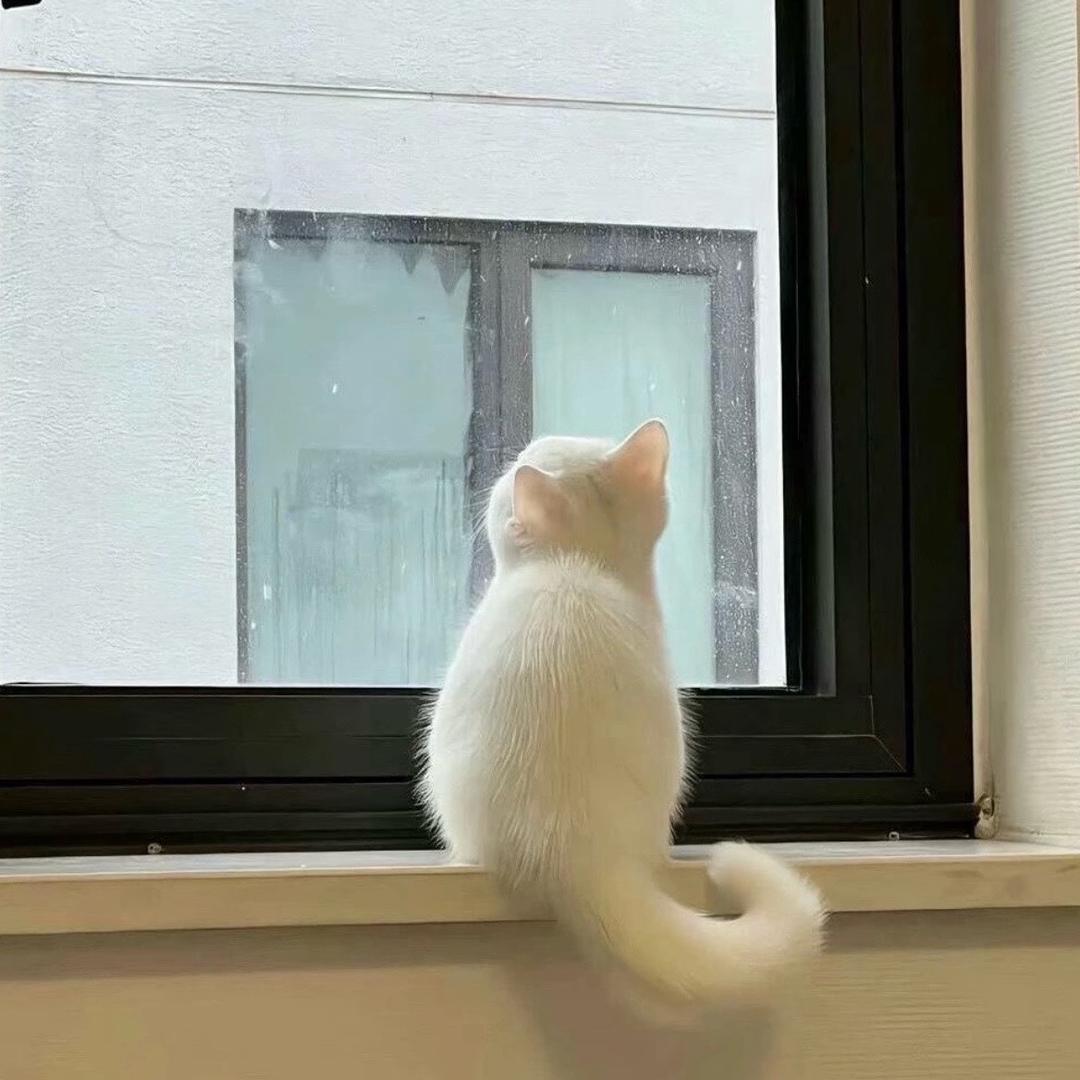 萤火之歌