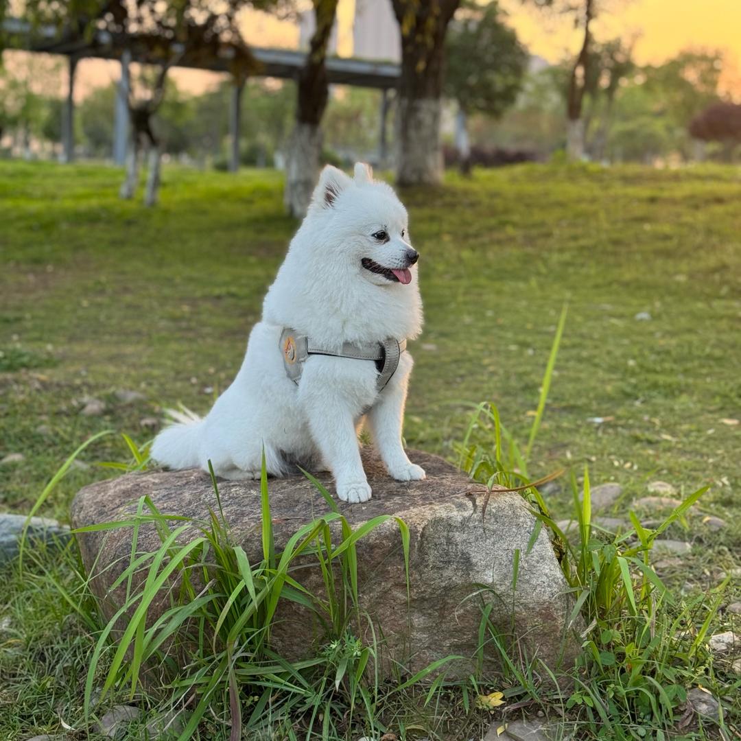 米修的快乐生活