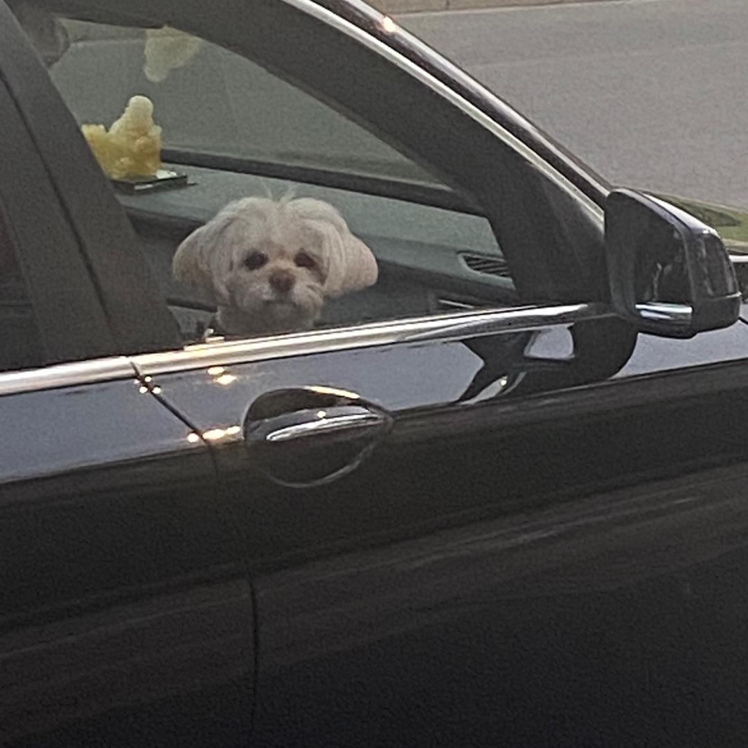 费🐏羊